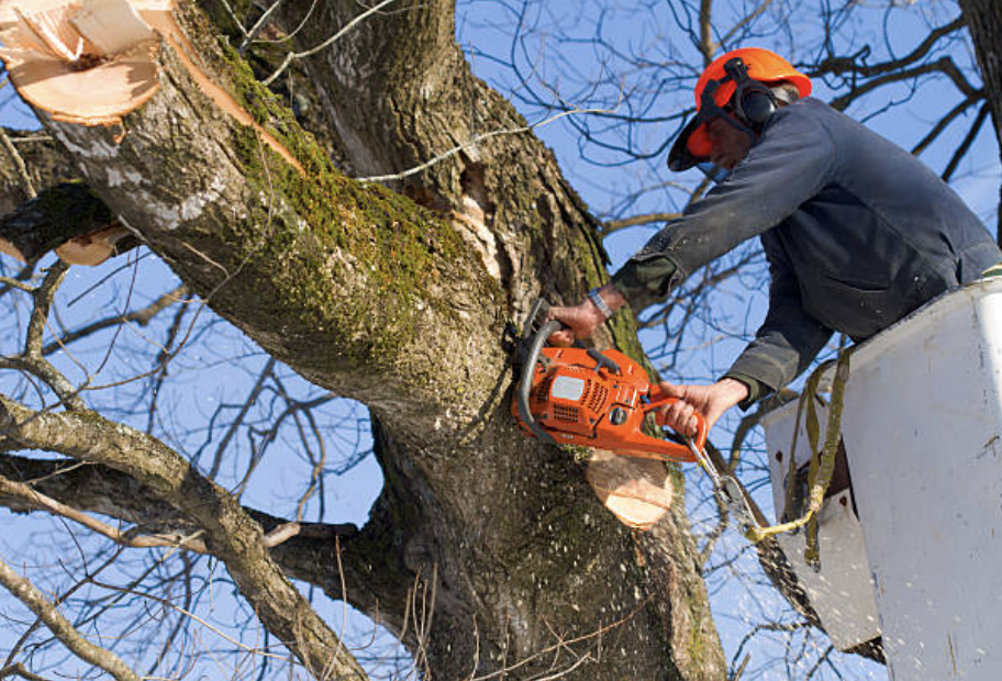 tree trimming in Millville