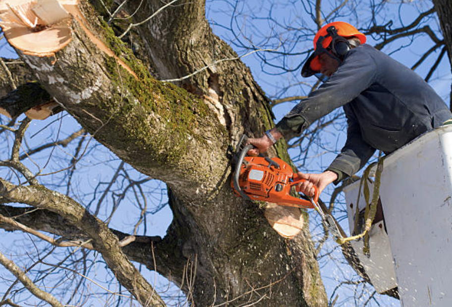 tree trimming in Rising Sun-Lebanon